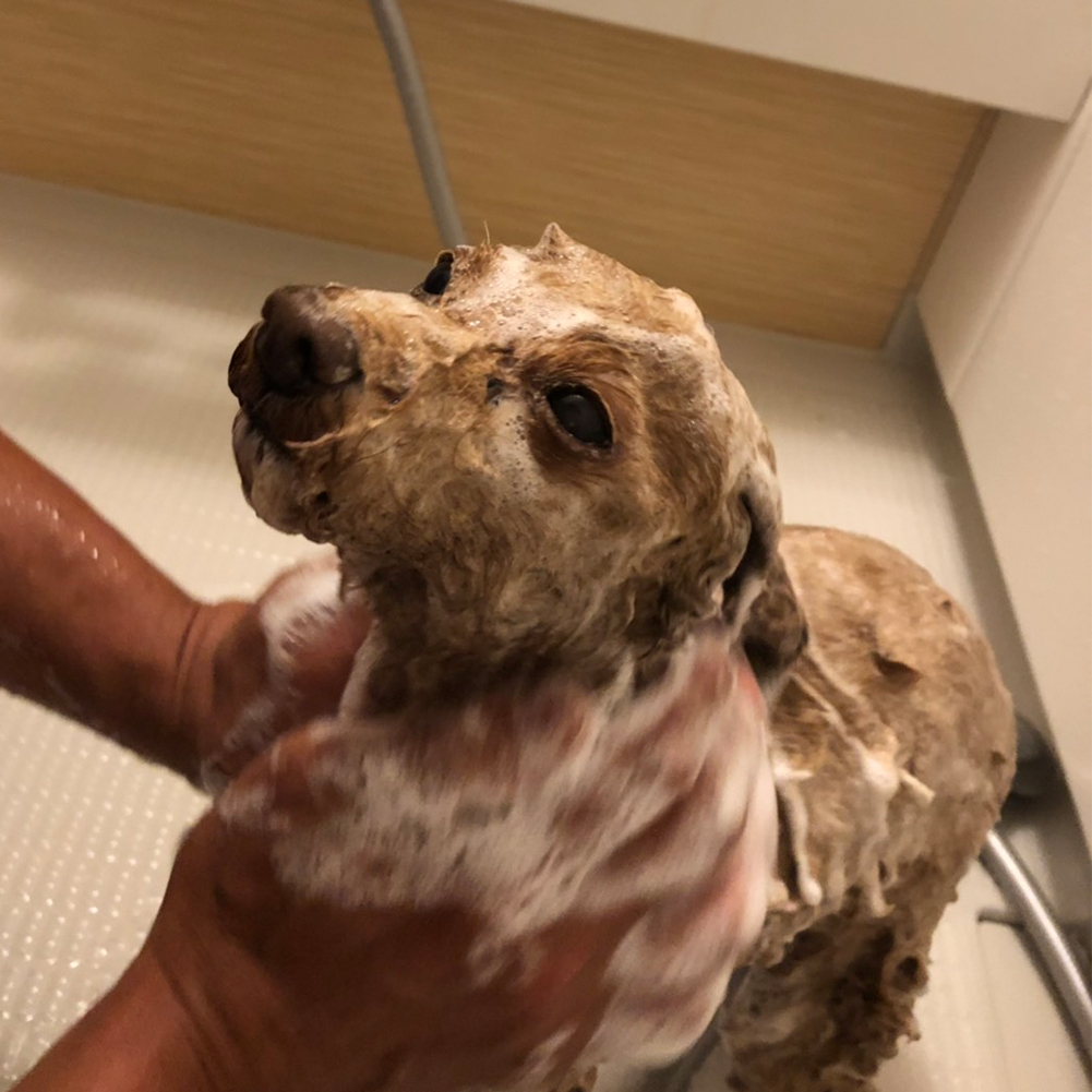 敏感肌や高齢な大事なワンちゃんの為に7歳以上の犬用高品質シャンプー リペアバブルセンシティブ500ml